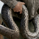 Illustration for article titled Pythons Take Over Florida, Are Busted By GPS